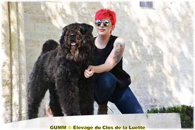 GUMM SITE WEB ELEVAGE DU CLOS DE LA LUETTE SPECIALISE POUR LE BOUVIER DES FLANDRES COPYRIGHT DEPOSE